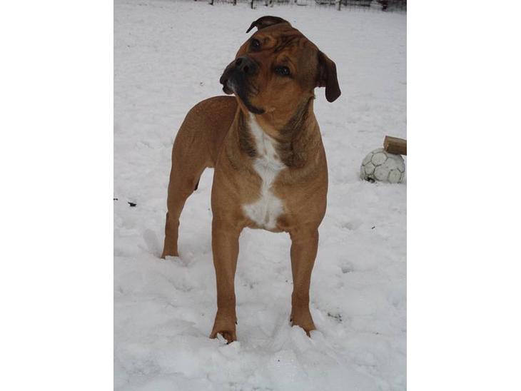 Blanding af racer TIMON "BULLROT"   R.I.P. - Vores smukke Timon billede 1