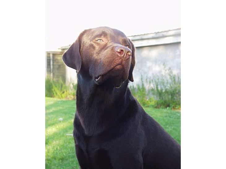 Labrador retriever Madumbjergs Magic Mas.... billede 1