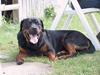 Rottweiler Tyson