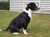 Olde victorian bulldogge Tyson