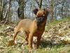 Griffon petit brabancon tyson