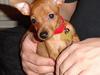Dvaergpinscher Cara's For ever Candy