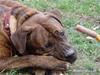 Blanding af racer Gimli  R.I.P 10/7-09 [ Himmelhund]