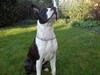 Amerikansk staffordshire terrier Pelle