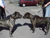 Dogo canario § Ricko § R.I.P MIN BEDSTE VEN!