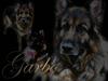 Schæferhund Lyager's Garbo [ Himmelhund]