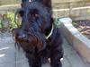 Skotsk terrier Sofiendals Dixie