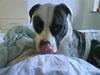 Amerikansk bulldog Aicha