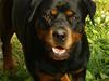 Rottweiler Fattiggården's Carla *død*