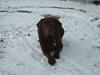 Labrador retriever Athene 