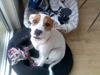Amerikansk staffordshire terrier Emma