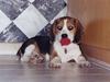 Beagle Bimmer