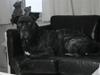 Dogo canario Flemming [ Himmelhund]