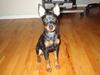 Dvaergpinscher Taz