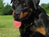 Rottweiler Fattiggården's Haiki *død*