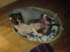 Amerikansk staffordshire terrier Tyson
