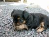 Blanding af racer ""Chihuahua"" Assi