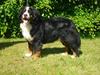 Berner sennenhund BAILEY HIMMELHUND <3