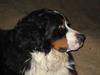 Berner sennenhund kenzo