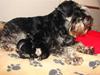 Dvaergschnauzer Tiramisu