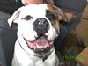 Amerikansk bulldog Margrethelunds Caine