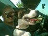 Amerikansk staffordshire terrier Chucky