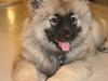 Keeshond Charlie [ Himmelhund]