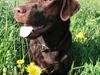 Labrador retriever Noah