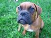 Boxer Otto