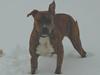 Blanding af racer Ronja
