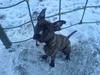 Amerikansk staffordshire terrier -Snoop-