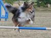 Shetland sheepdog Diva [ Himmelhund]