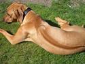 Rhodesian ridgeback Enya