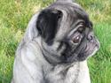 Mops *Boris*