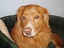 Nova scotia duck tolling retriever Samson sødt navn ik
