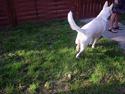 Hvid Schweizisk Hyrdehund Bonnie