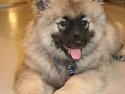 Keeshond Charlie