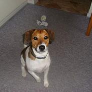 Dansk svensk gaardhund bølle