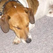 Dansk svensk gaardhund bølle