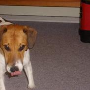 Dansk svensk gaardhund bølle