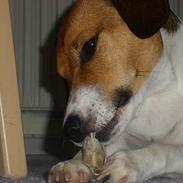 Dansk svensk gaardhund bølle