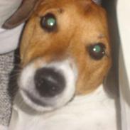 Dansk svensk gaardhund bølle