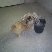 Pekingeser Gismo