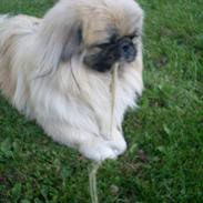 Pekingeser Gismo