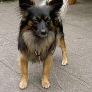 Blanding af racer Max