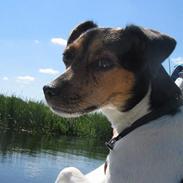 Dansk svensk gaardhund Nemo