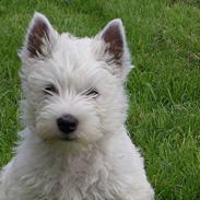 West highland white terrier Sodemarken's Zipper