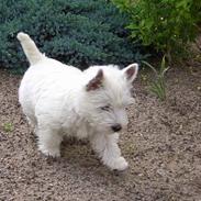 West highland white terrier Sodemarken's Zipper