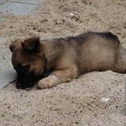 Blanding af racer Basse