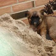 Blanding af racer Basse